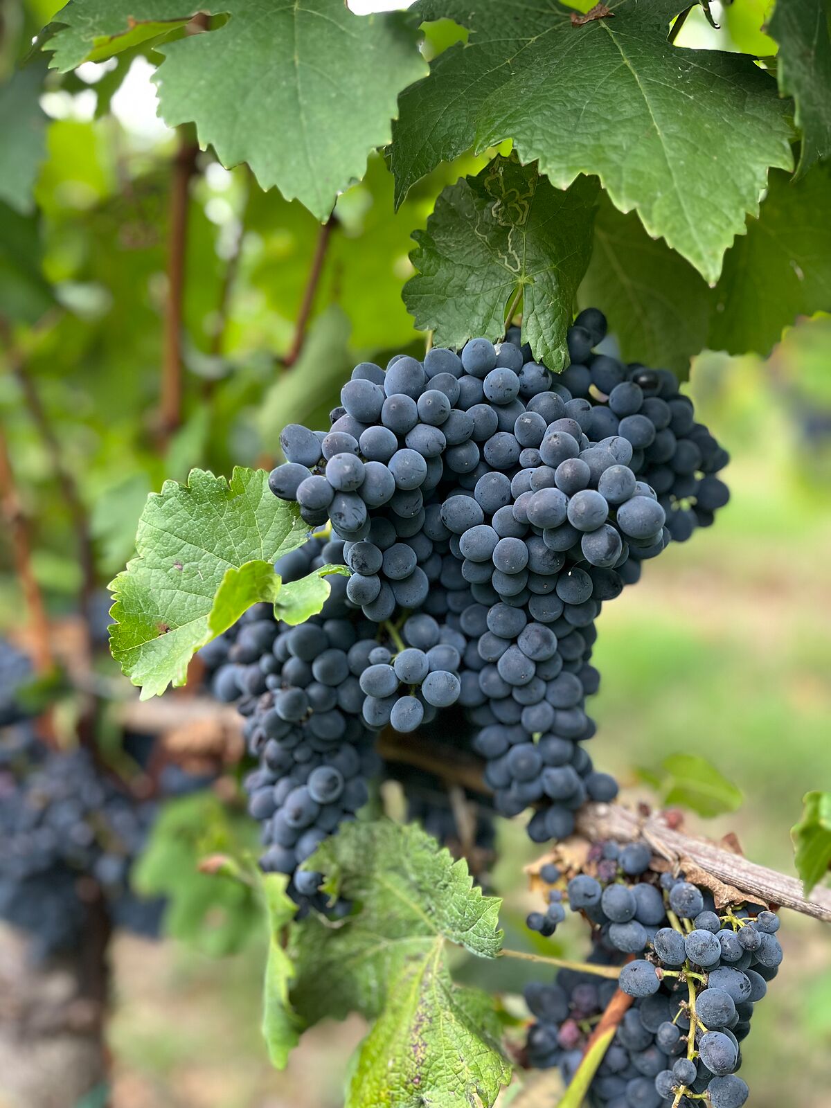 Een weekend Barbera