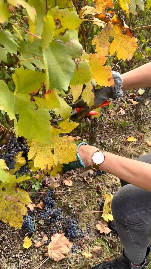 Gloved hands and secateurs cutting bunches of grapes