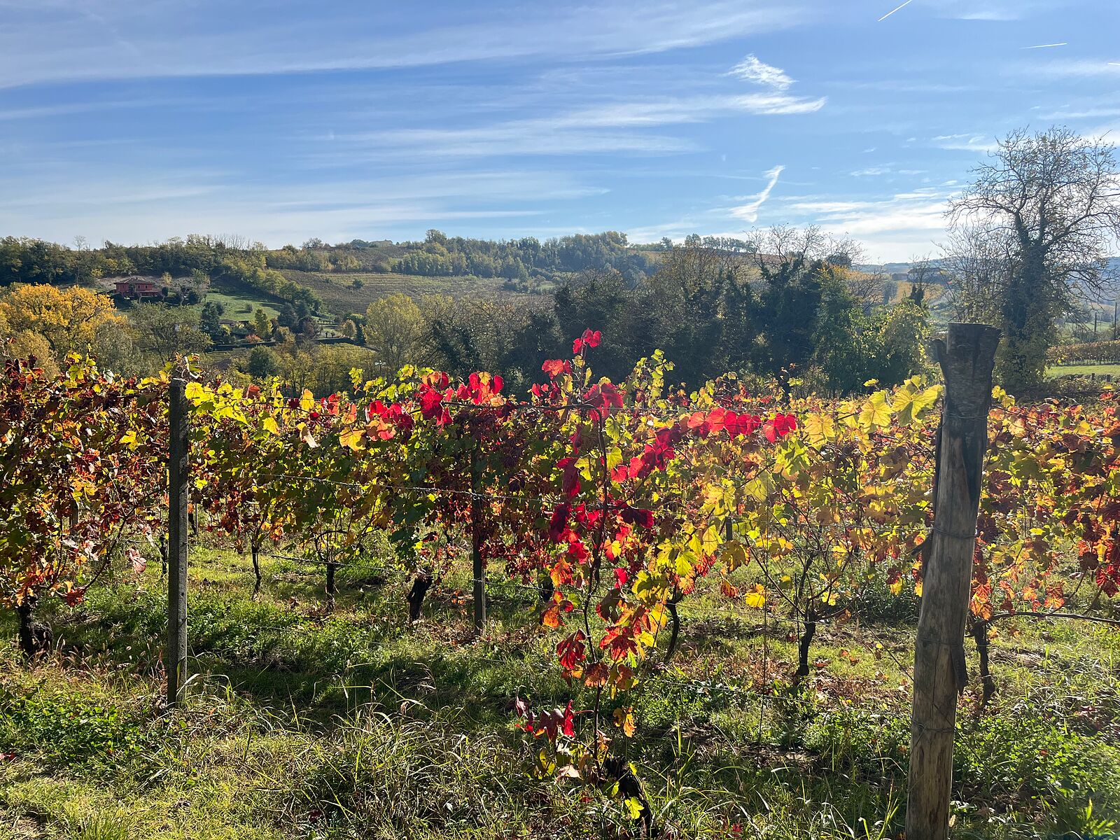 Our Barbera vineyard in autumn, at Cascina Blon